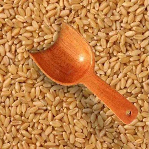 ઘઉં લોકવન ( મધ્યપ્રદેશ - સિહોરના જ )